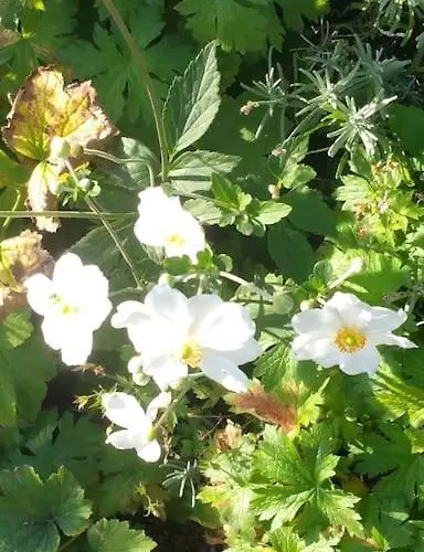 Дом отдыха Casa Sibbe With Beautiful View Валкенбург